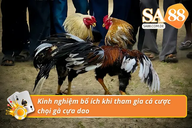 Một số kinh nghiệm bổ ích khi tham gia cá cược chọi gà